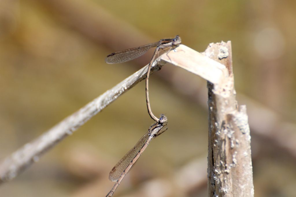 Sympecma fusca (Lestidae)